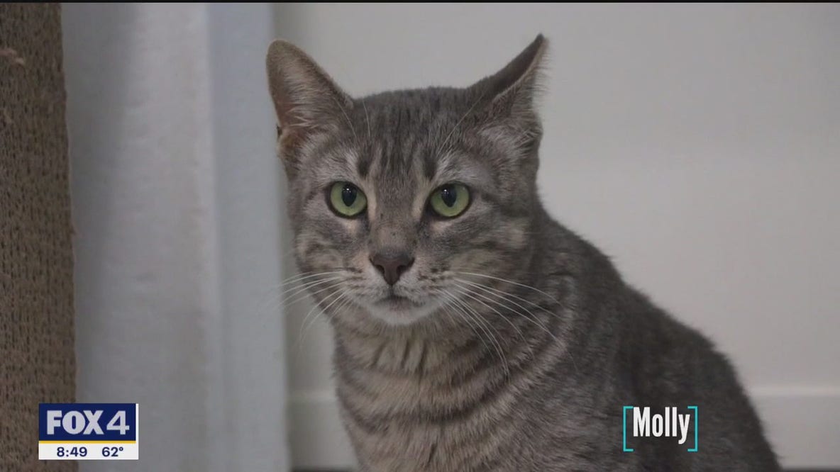 Pet of the day: Molly